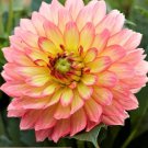 6 Live Plant Bulbs Dahlia Gallery Pablo Flower For Garden