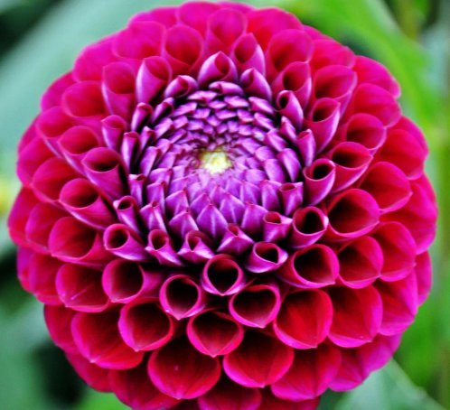 3 Live Plant Bulbs Dahlia Ivanetti Flower For Garden