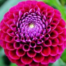3 Live Plant Bulbs Dahlia Ivanetti Flower For Garden