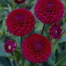 Dahlia Ivanetti Flower 6 Live Plant Bulbs For Garden