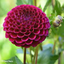 12 Live Plant Bulbs Dahlia Ivanetti Flower For Garden