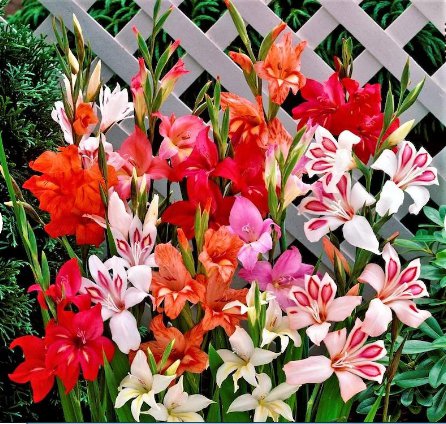 10 Bulbs Starter Plant Flower Gladiolus Nanus Mix - Hardy Easy to Grow