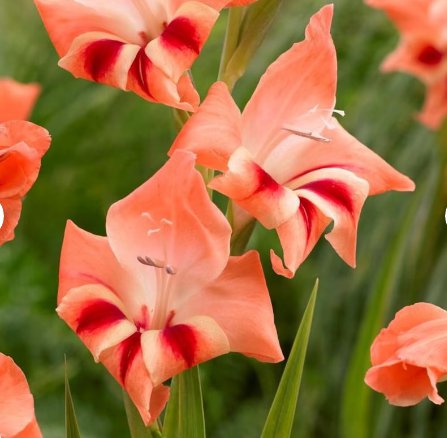 Gladiolus Nanus Mix Hardy Easy to Grow 20 Bulbs Starter Plant Flower