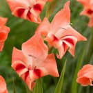 Gladiolus Nanus Mix Hardy Easy to Grow 20 Bulbs Starter Plant Flower