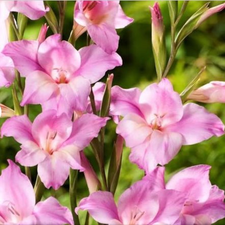 40 Bulbs Gladiolus Nanus Mix Hardy Easy to Grow Starter Plant Flower