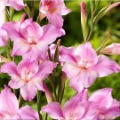 40 Bulbs Gladiolus Nanus Mix Hardy Easy to Grow Starter Plant Flower