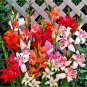 40 Bulbs Gladiolus Nanus Mix Hardy Easy to Grow Starter Plant Flower