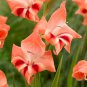 40 Bulbs Gladiolus Nanus Mix Hardy Easy to Grow Starter Plant Flower