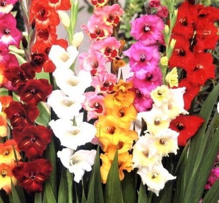 Bulbs Dwarf Gladiolus Bambinos Mix (10 Bulbs) Plant Flower