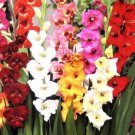 Bulbs Dwarf Gladiolus Bambinos Mix (10 Bulbs) Plant Flower