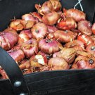 40 Bulbs Dwarf Gladiolus Bambinos Mix Plant Flower For Garden Or Home