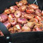 40 Bulbs Dwarf Gladiolus Bambinos Mix Plant Flower For Garden Or Home
