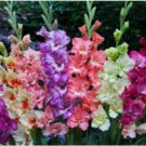 Frizzle Mix Plant Flower For Garden Or Home 20 Bulbs Gladiolus Winter in Praag (Prague)