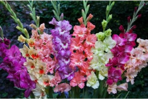 40 Bulbs Gladiolus Winter in Praag (Prague) Frizzle Mix Plant Flower For Garden Or Home