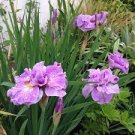 2 Bareroot Siberian Iris Pink Parfait Plant Flower For Garden Or Home
