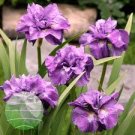 Plant Flower 4 Bareroot Siberian Iris Pink Parfait For Garden Or Home