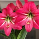 2 Bulb Plant Flower Amaryllis Pink Flush For Garden Or Home