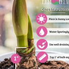 Amaryllis Pink Flush 4 Bulb Plant Flower For Garden Or Home