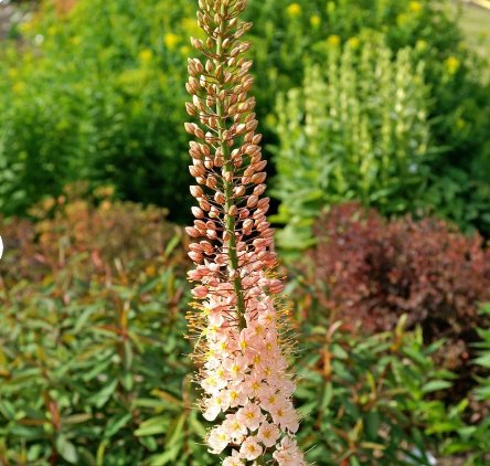 Plant Flower 6 Bareroots Eremurus Romance For Garden Or Home