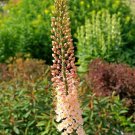 Plant Flower 6 Bareroots Eremurus Romance For Garden Or Home