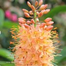 Eremurus Romance Plant Flower 12 Bareroots For Garden Or Home