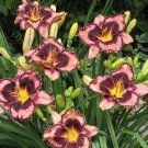 1 Bareroots Daylily Simmons Overture Plant Flower For Garden Or Home