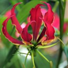 Plant Flower 3 Bulbs Gloriosa Rothschildiana For Garden Or Home