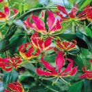 Plant Flower For Garden Or Home 12 Bulbs Gloriosa Rothschildiana