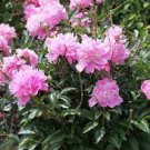 6 Bareroots Peony Old Fashioned Fragrant Plant Flower For Garden Or Home