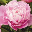 12 Bareroots Peony Old Fashioned Fragrant Plant Flower For Garden Or Home