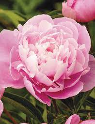 12 Bareroots Peony Old Fashioned Fragrant Plant Flower For Garden Or Home