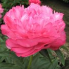 1 Bareroots Peony Joker Plant Flower For Garden Or Home