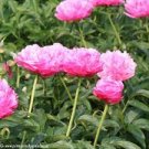 Peony Joker Plant Flower 4 Bareroots For Garden Or Home