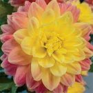 6 Devisions Dahlia October Sky Plant Flower For Garden Or Home