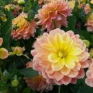 12 Devisions Dahlia October Sky Plant Flower For Garden Or Home