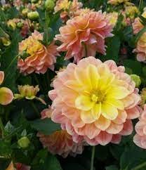 12 Devisions Dahlia October Sky Plant Flower For Garden Or Home