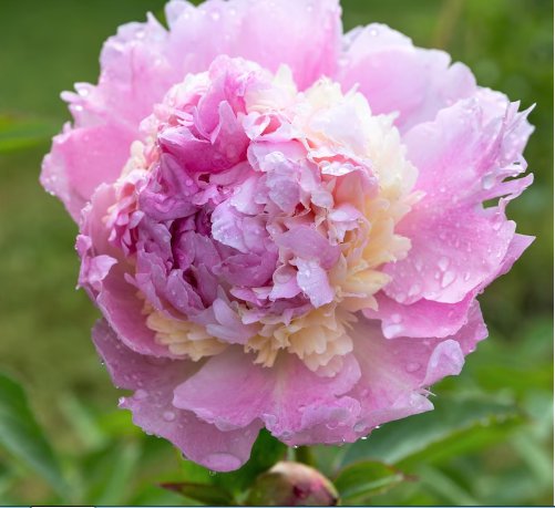 1 Bareroots Peony Raspberry Sundae Flower For Garden Or Home
