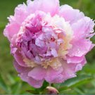 1 Bareroots Peony Raspberry Sundae Flower For Garden Or Home