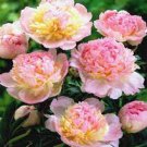 Peony Raspberry Sundae Flower 2 Bareroots For Garden Or Home