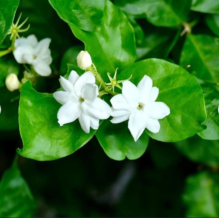 2 Rooted Jasmine Philippine Sambac Jasmine Flower For Garden Or Home