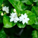 2 Rooted Jasmine Philippine Sambac Jasmine Flower For Garden Or Home