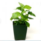 Sambac Jasmine Flower Plant 4 Rooted Jasmine Philippine For Garden Or Home
