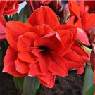 2 Bulb Flower Plant Amaryllis Red Peacock For Garden Or Home