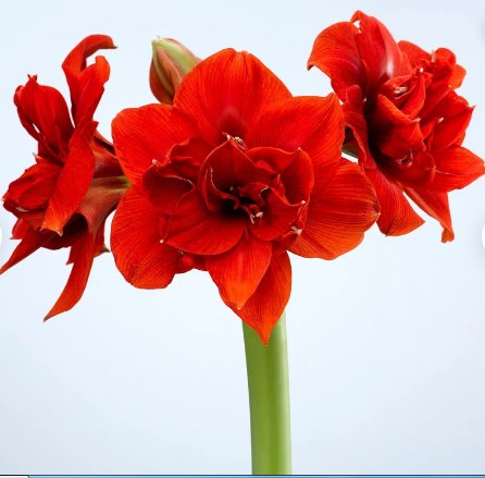 Amaryllis Red Peacock 4 Bulb Flower Plant For Garden Or Home