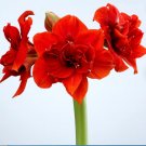 Amaryllis Red Peacock 4 Bulb Flower Plant For Garden Or Home