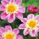Dahlia Impression Famosa 3 Divisions Flower Plant For Garden Or Home