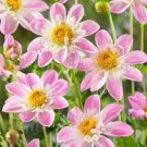 6 Divisions Flower Plant Dahlia Impression Famosa For Garden Or Home
