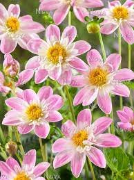 6 Divisions Flower Plant Dahlia Impression Famosa For Garden Or Home