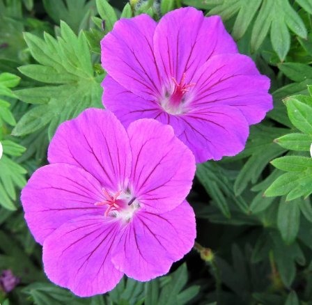 Flower Plant Geranium Perennial Tiny Monster 3 Bareroots For Garden Or Home