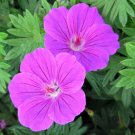 Flower Plant Geranium Perennial Tiny Monster 3 Bareroots For Garden Or Home